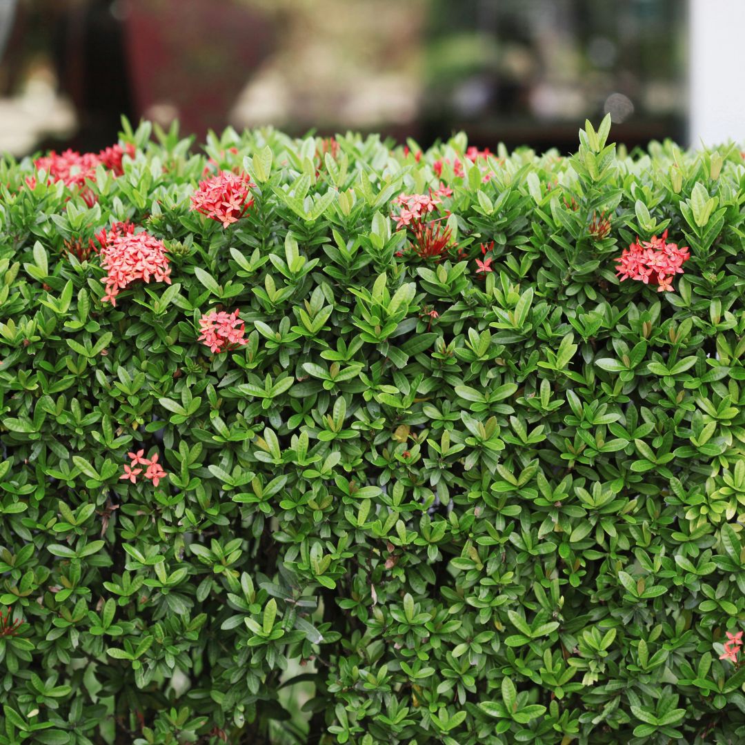 Concime Calcio liquido Bio concentrato 250 g – Zapi - Image 3